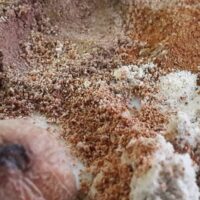 Burger Blend - 40g